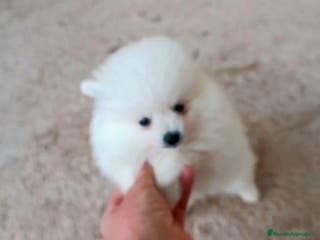 Pomerania perros POMERANIA MACHO Y HEMBRA - Anuncio 1