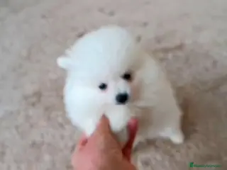 Pomerania perros POMERANIA MACHO Y HEMBRA - Anuncio 4