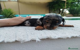 Teckel Miniatura perros en venta: Teckel merless mini - Imagen 2