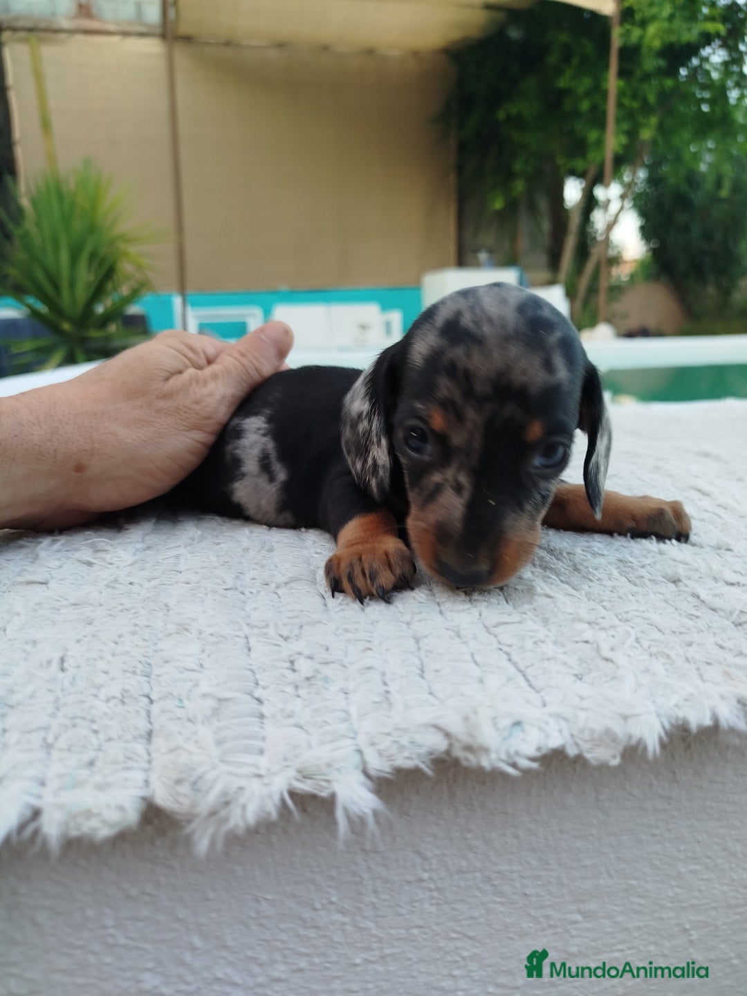 Teckel Miniatura perros en venta: Teckel merless mini - Imagen 2