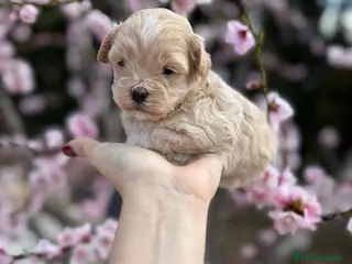 Maltipoo perros Maltipoo Hembra disponible !!! - Anuncio 1