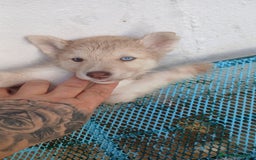 Husky Siberiano perros en venta: ULTIMO HUSKY y ULTIMA  ALASKA MALAMUTE  - Imagen 6