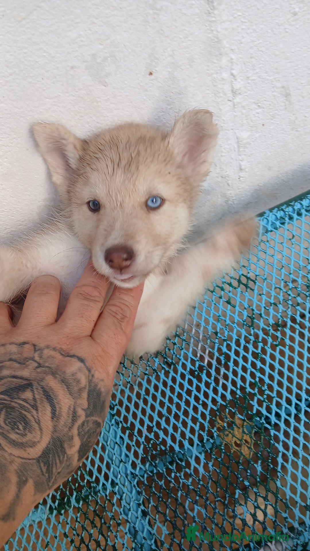 Husky Siberiano perros en venta: ULTIMO HUSKY y ULTIMA  ALASKA MALAMUTE  - Imagen 6