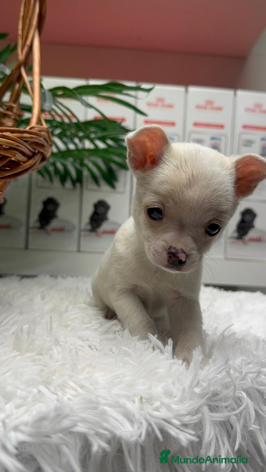 Chihuahua perros en venta: CHIHUAHUA MACHO - Anuncio 17