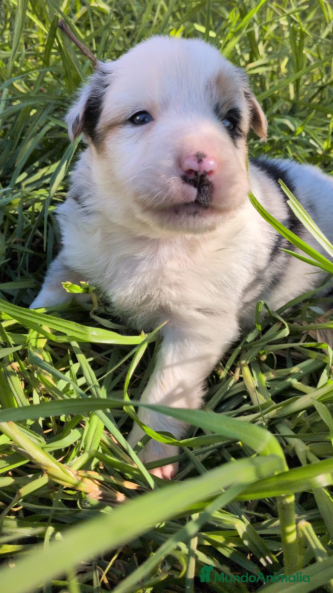 Border Collie perros en venta: BORDER COLLIE - Anuncio 6
