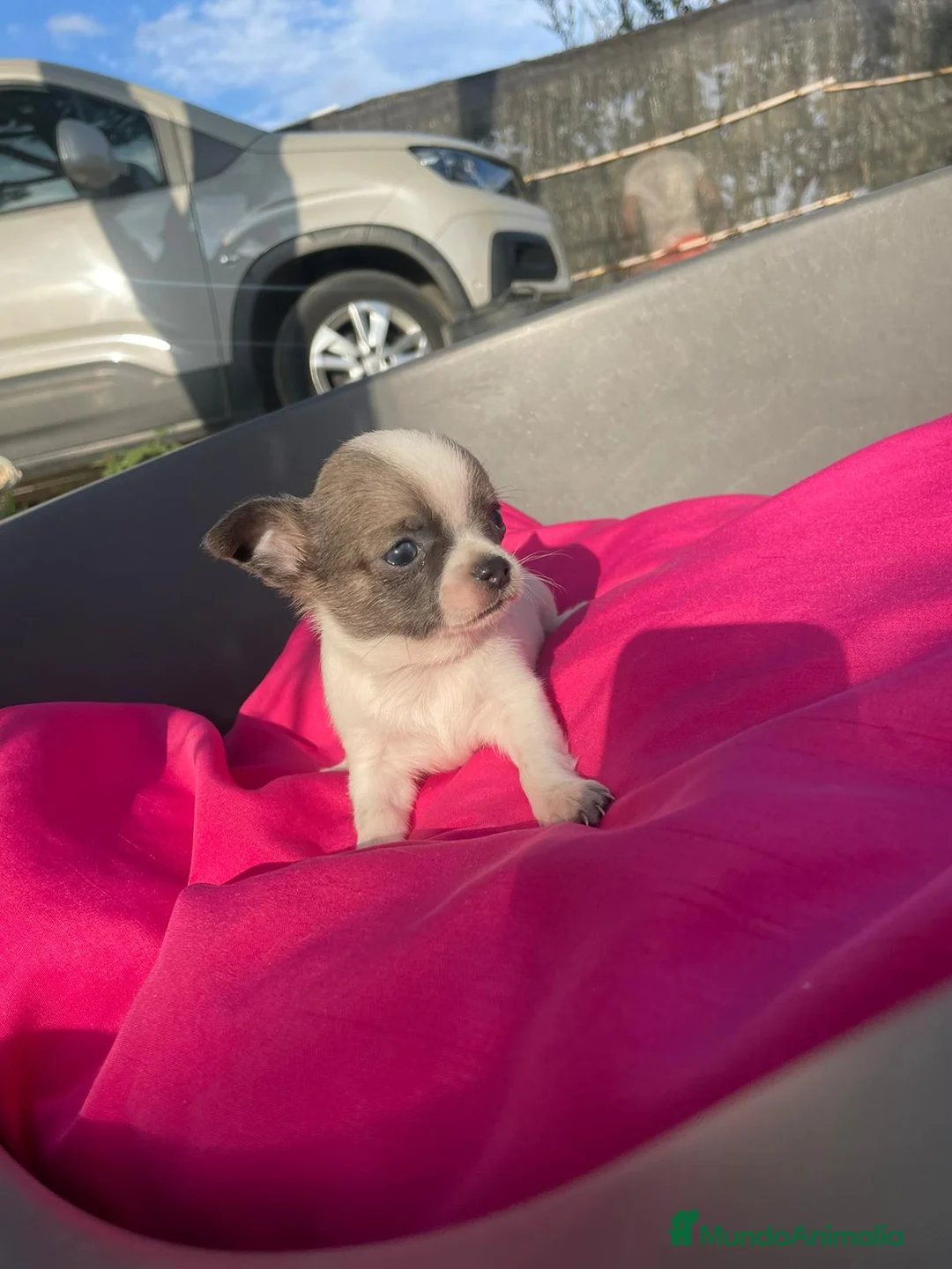 Chihuahua perros en venta: chihuahua cabeza linea Rusa  - Anuncio 5