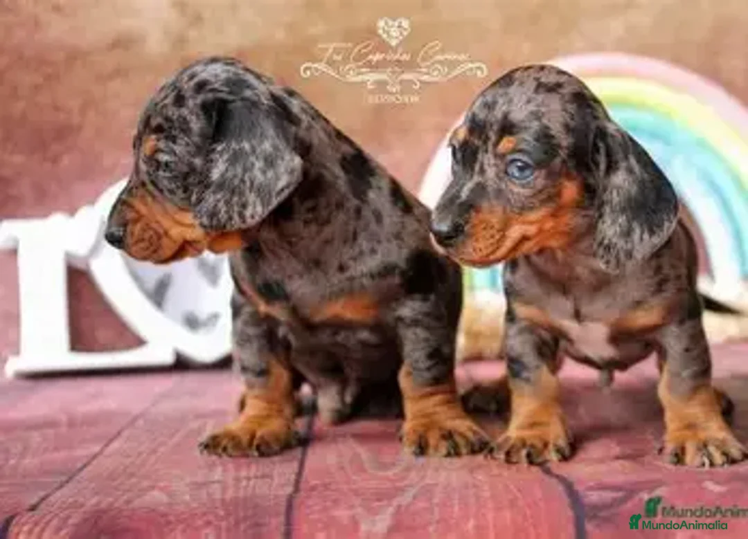 Teckel Miniatura perros en venta: TECKEL , VARIOS COLORES DISPONIBLES  - Anuncio 3