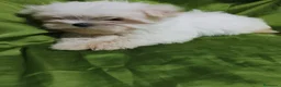 Bichón Maltés perros en venta: Bichón maltés  - Anuncio 6