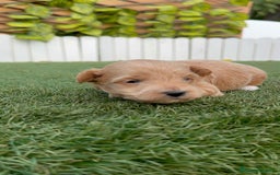 Maltipoo perros en venta: MALTIPOO - Imagen 12