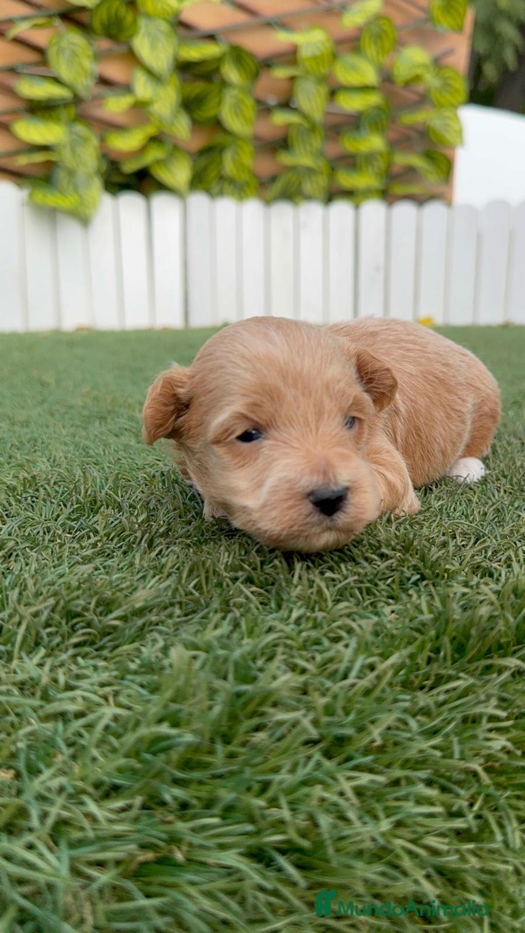 Maltipoo perros en venta: MALTIPOO - Imagen 12