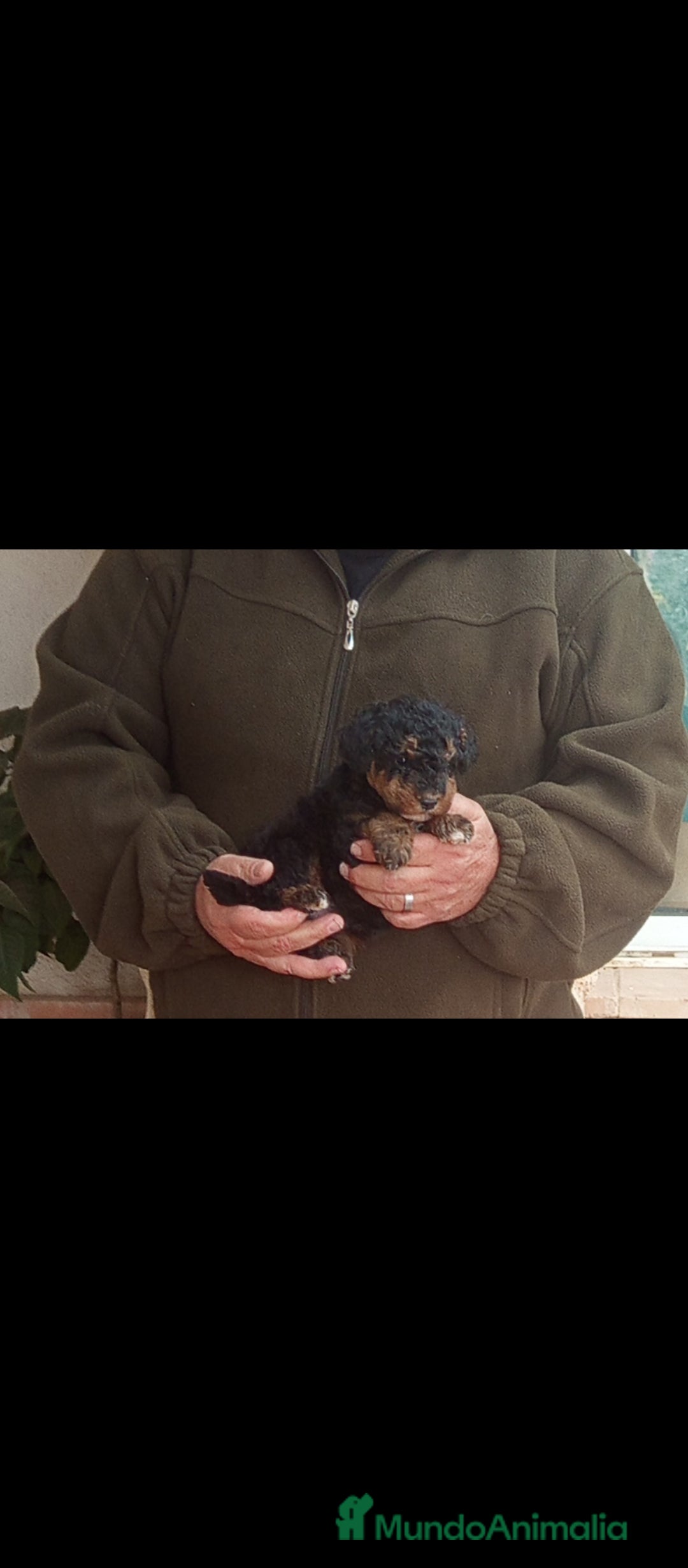 Caniche Toy perros Cachorritos de caniche toy Phantom  - Anuncio 2