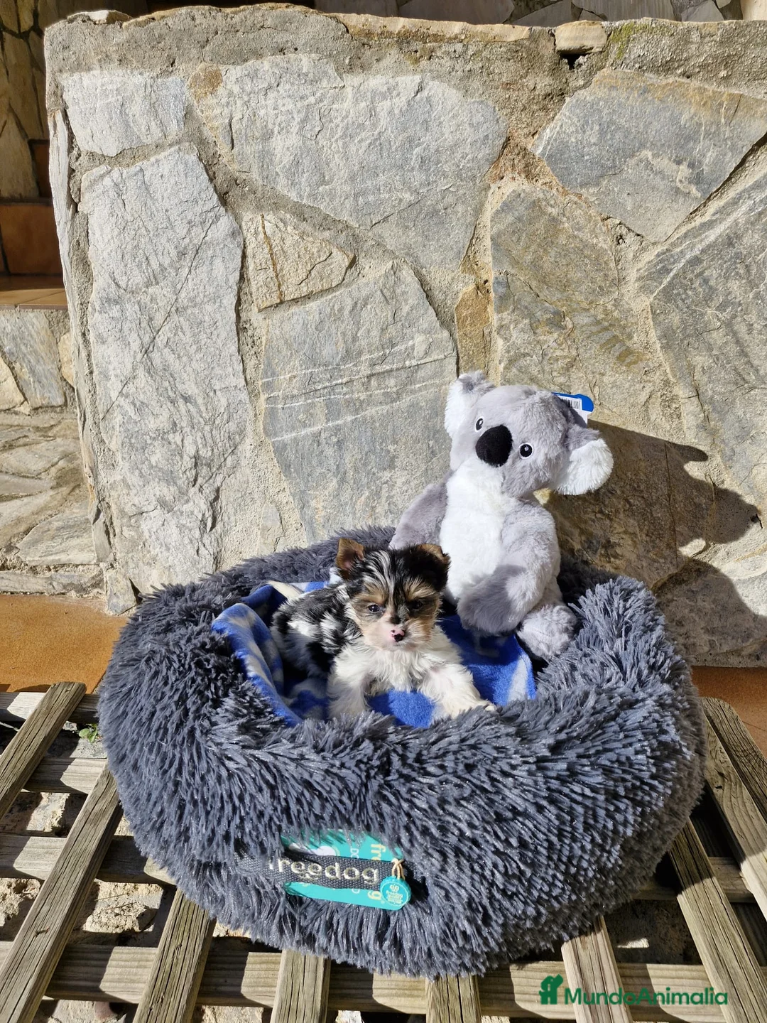 Biewer Yorkshire Terrier a la Pom Pon perros en venta: Biewers espectaculares  en Barcelona - Anuncio 1