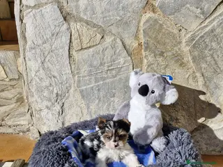 Biewer Yorkshire Terrier a la Pom Pon perros Biewers espectaculares en Barcelona - Anuncio 3