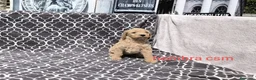 Caniche Gigante perros en venta: Caniches gigantes  - Anuncio 4