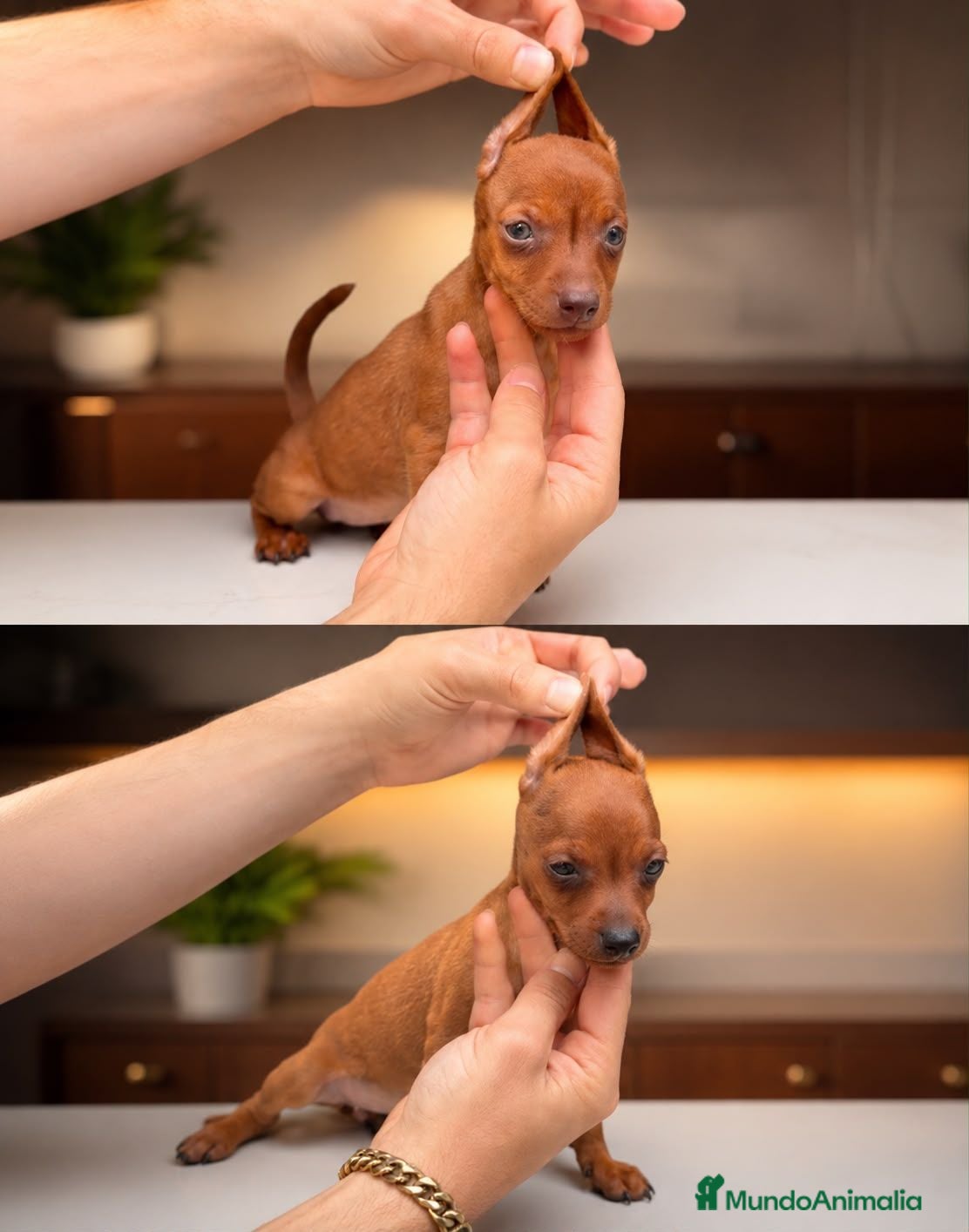 Pinscher Miniatura perros Disponible Mini Pincher Chocolates - Anuncio 1