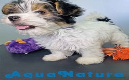 Biewer Yorkshire Terrier a la Pom Pon perros en venta: Yorkshire Biewer Hembra CJMM 1764 AQUANATURA - Imagen 8