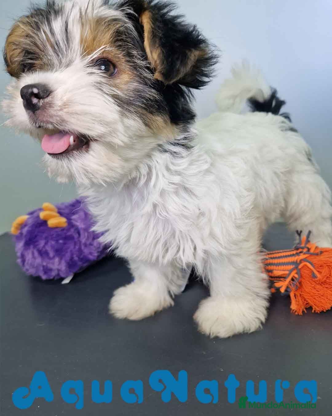 Biewer Yorkshire Terrier a la Pom Pon perros en venta: Yorkshire Biewer Hembra CJMM 1764 AQUANATURA - Imagen 8