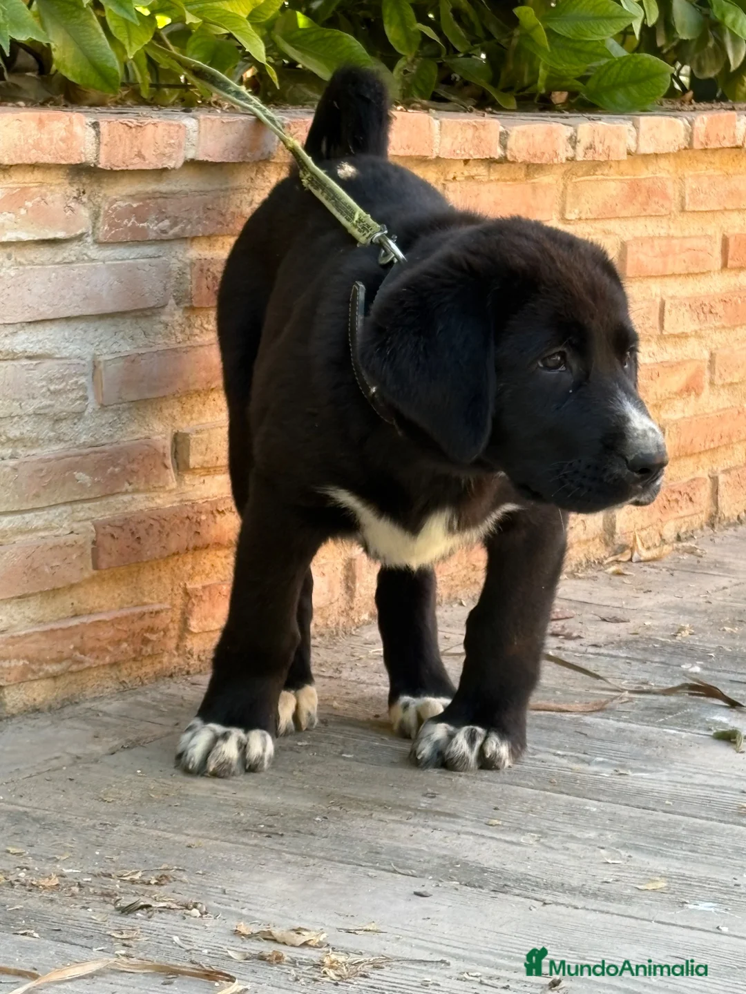 Mastín Español perros en venta: Cachorros líneas funcionales  - Anuncio 8