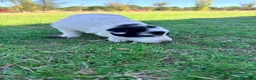 Border Collie perros en venta: Border collie - Anuncio 8
