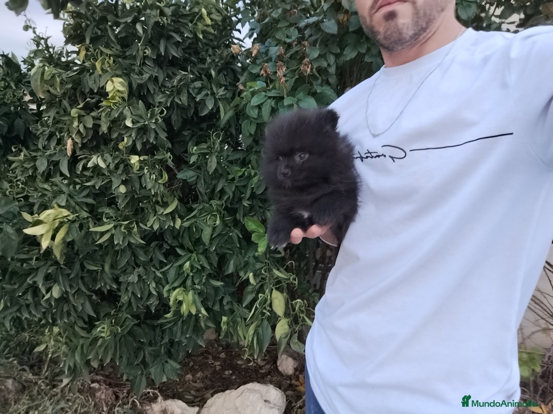Pomerania perros en venta: Lulú de pomerania toy  - Anuncio 1