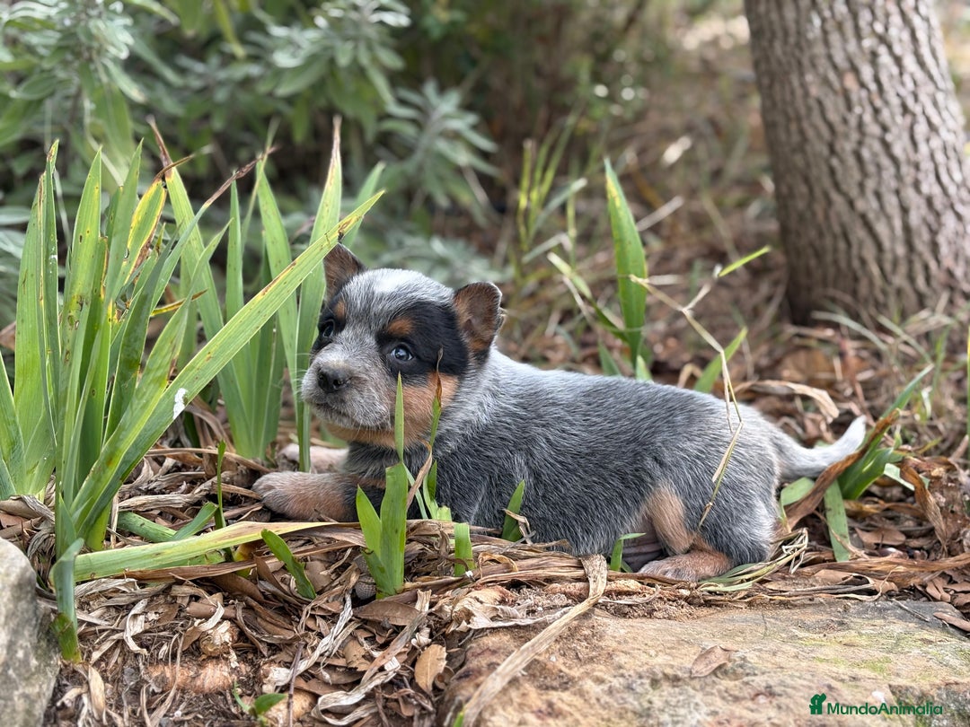 Boyero de Australia perros en venta: Australian cattle dog - Anuncio 3