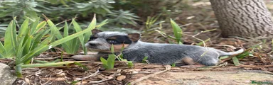 Boyero de Australia Cachorro 1