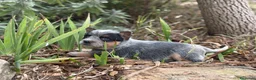 Boyero de Australia perros en venta: Australian cattle dog - Anuncio 3
