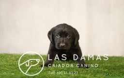 Labrador Retriever perros en venta: Labrador retriever color negro disponibles - Imagen 4