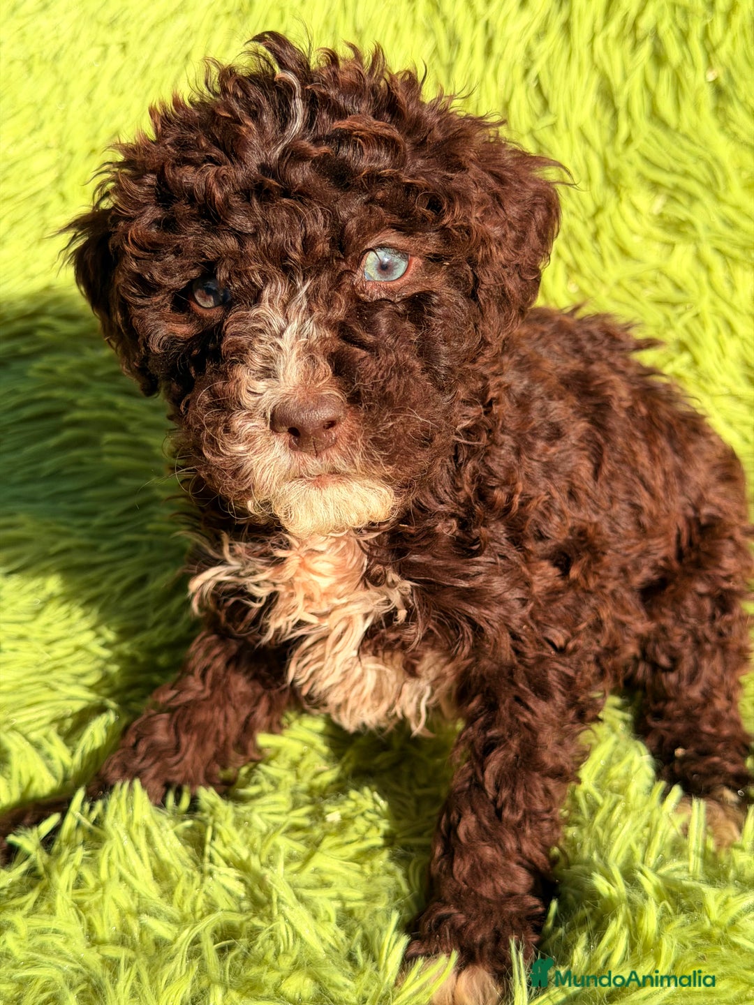 Perro de Agua Español perros en venta: Pdae chocolate  - Anuncio 4