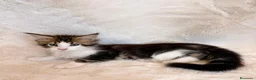Maine Coon gatos en venta: 🐾 PRECIOSA HEMBRA MAINE COON DISPONIBLE 🐾 - Anuncio 3