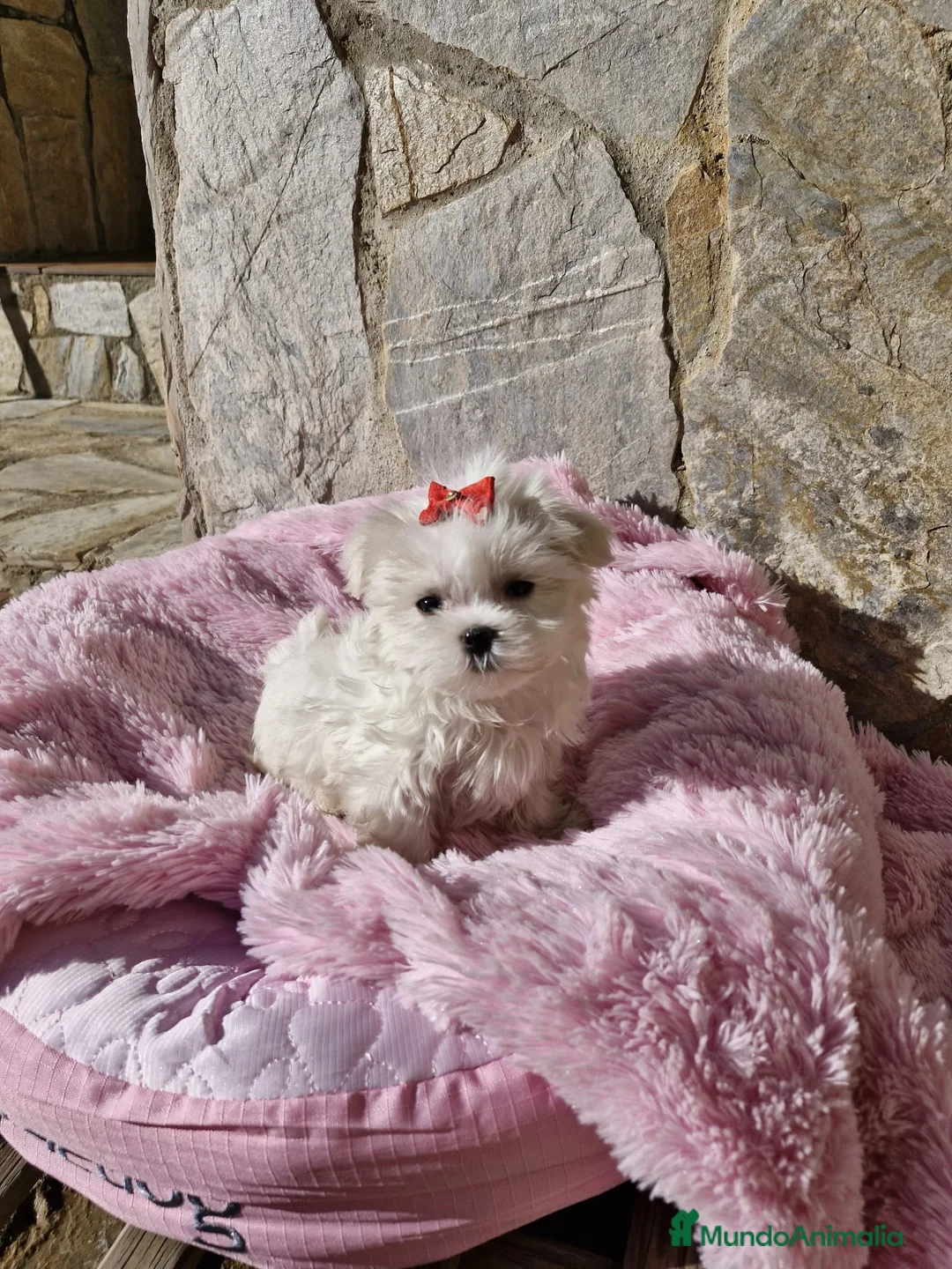 Bichón Maltés perros en venta: Bichón Maltés  en Barcelona - Anuncio 6