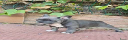 Bulldog Francés perros en venta: Bulldog francés blue  - Anuncio 3