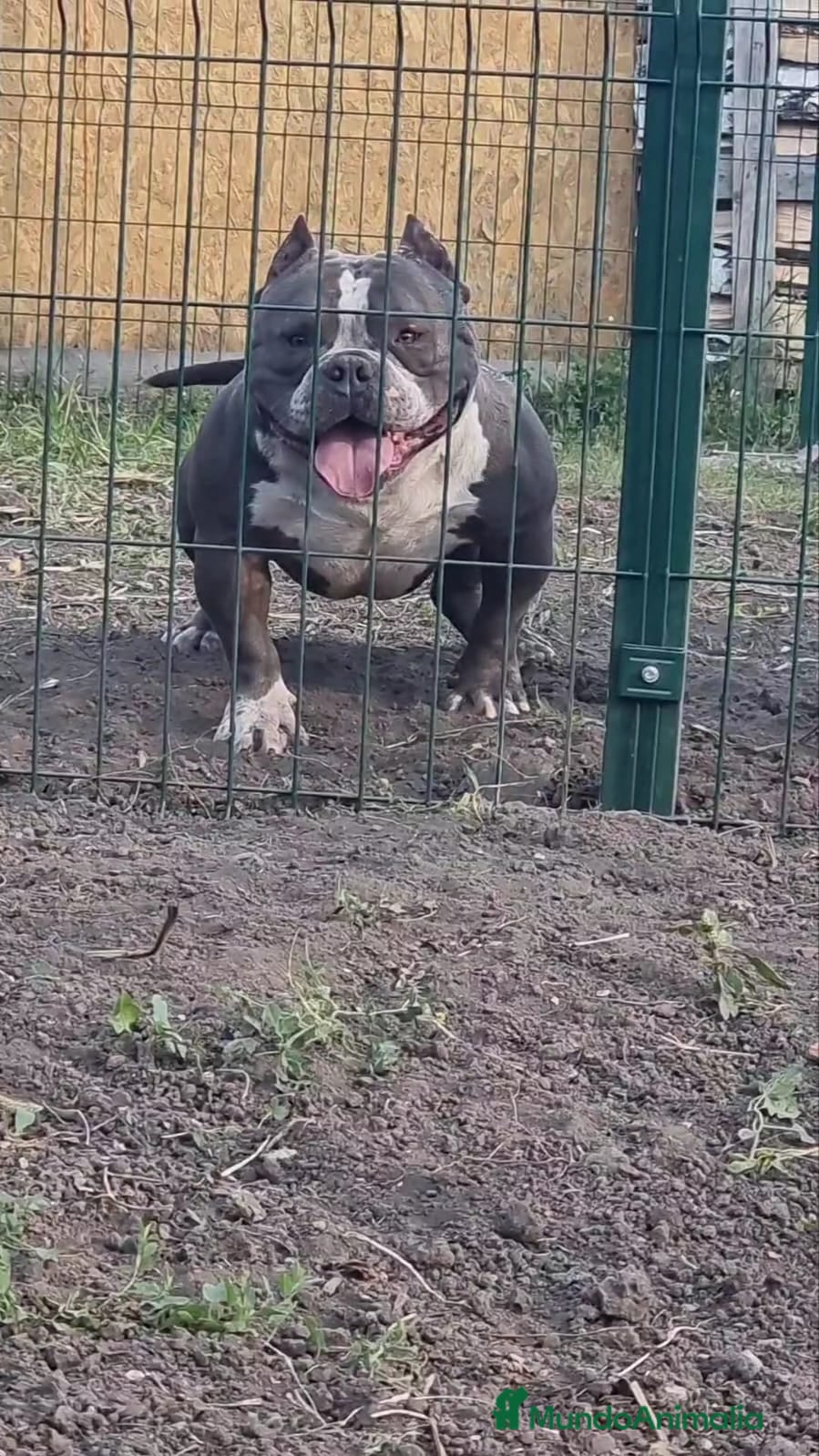 American Bully perros American Bully para monta en Alicante - Anuncio 2