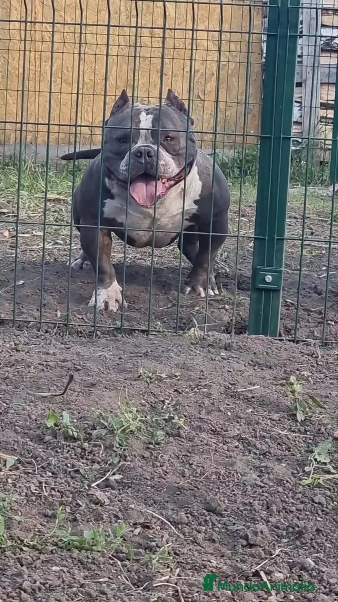 American Bully perros para monta: American Bully para monta en Alicante - Anuncio 2