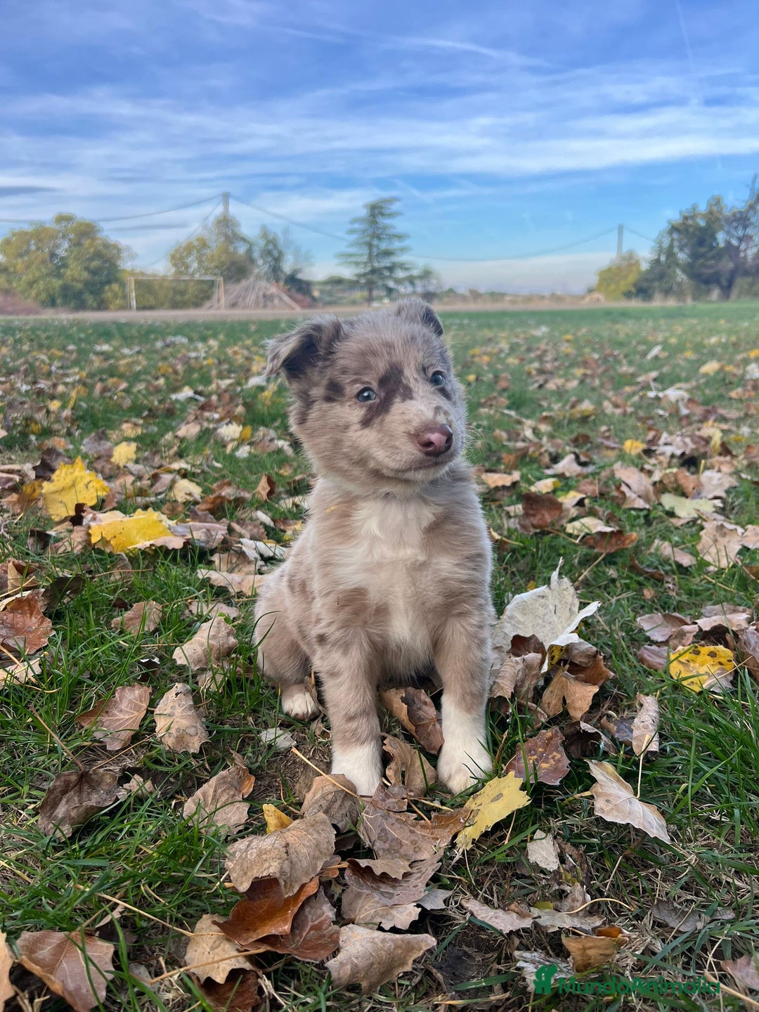 Border Collie perros en venta: Border collier  - Anuncio 10