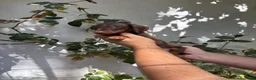 Teckel perros en venta: Cachorros de Teckel Kaninchen  - Anuncio 2