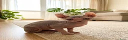Sphynx gatos en venta: Gatitos sphynx  - Anuncio 3