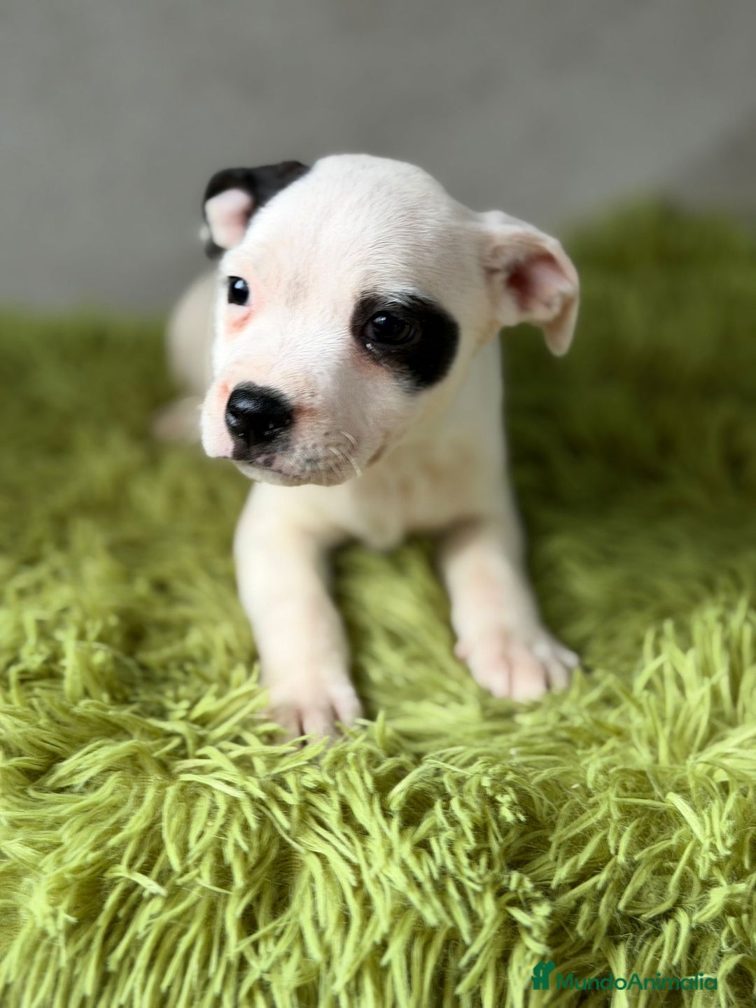 American Staffordshire-Terrier perros en venta: STANFORSHIRE BULL DISPONIBLES - Anuncio 4