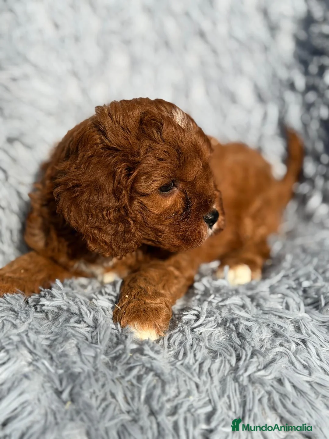 Cavapoo perros en venta: CAMADA CAVAPOO MUY ROJOS IMPRESIONANTES - Anuncio 5