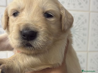 Golden Retriever perros Golden Retriever - Anuncio 1