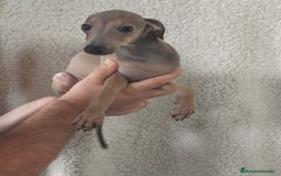 Pequeño Lebrel Italiano perros en venta: Macho espectacular Galgo Italiano  - Imagen 1