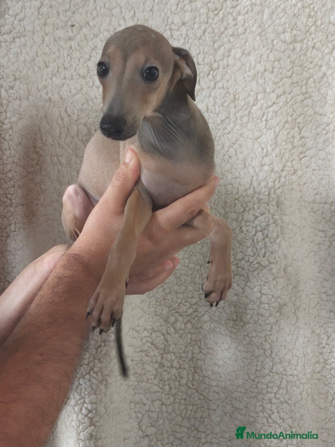 Pequeño Lebrel Italiano perros en venta: Macho espectacular Galgo Italiano  - Imagen 1