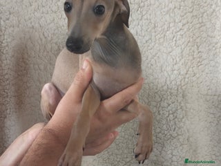 Pequeño Lebrel Italiano perros - Anuncio 6
