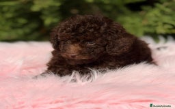 Maltipoo perros en venta: Maltipoo chocolate - Anuncio 7