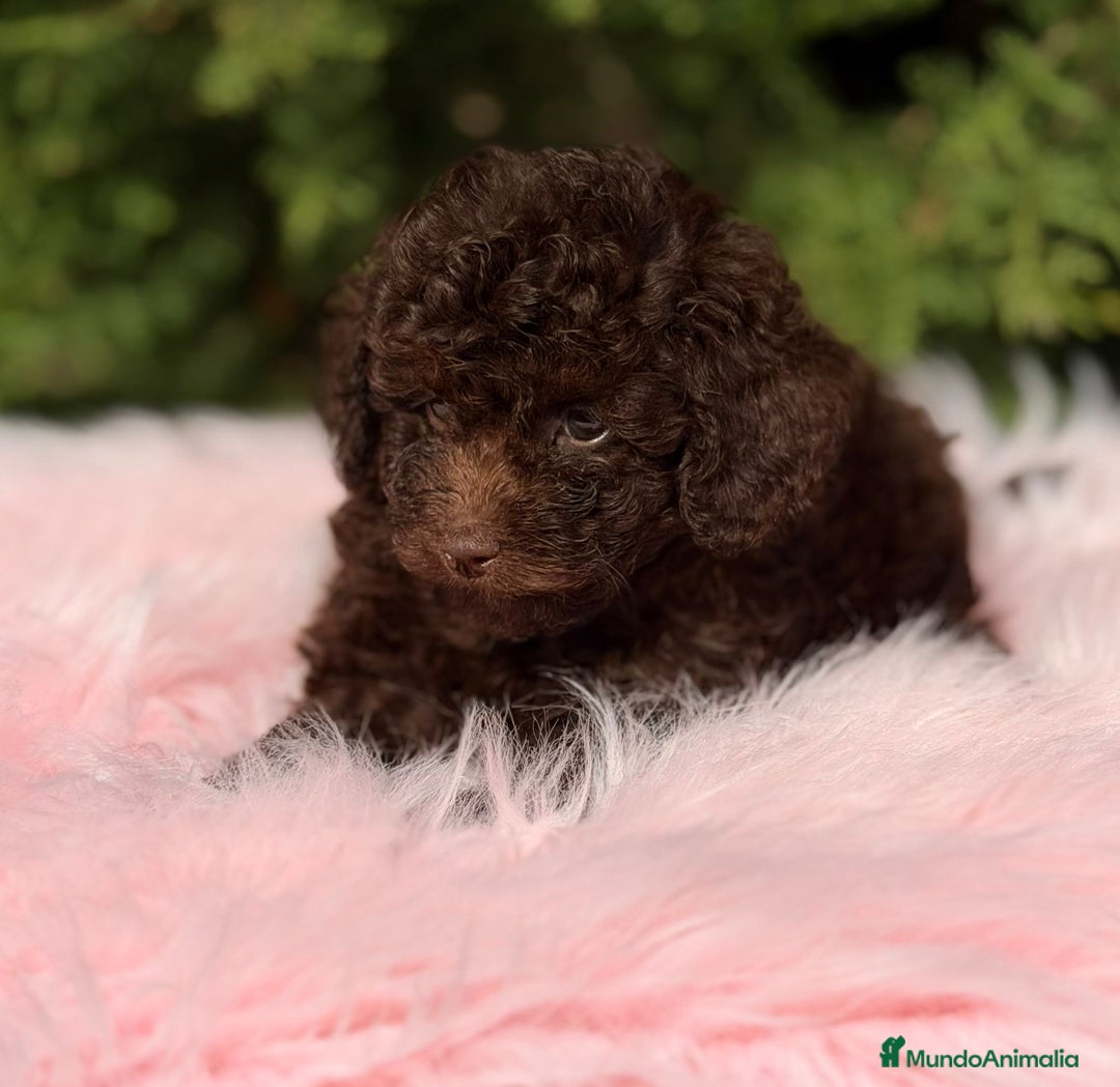 Maltipoo perros en venta: Maltipoo chocolate - Anuncio 7