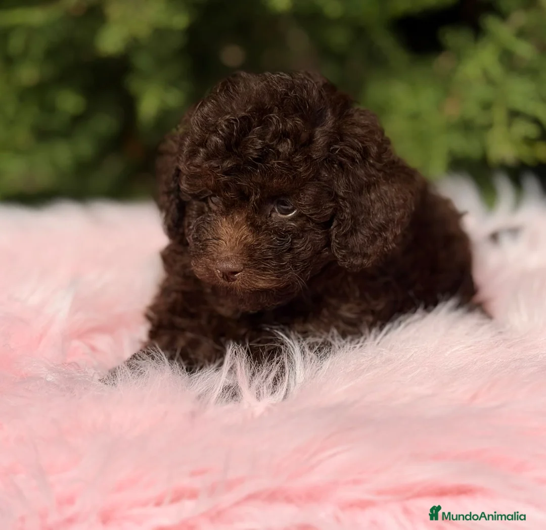 Maltipoo perros en venta: Maltipoo chocolate - Anuncio 7