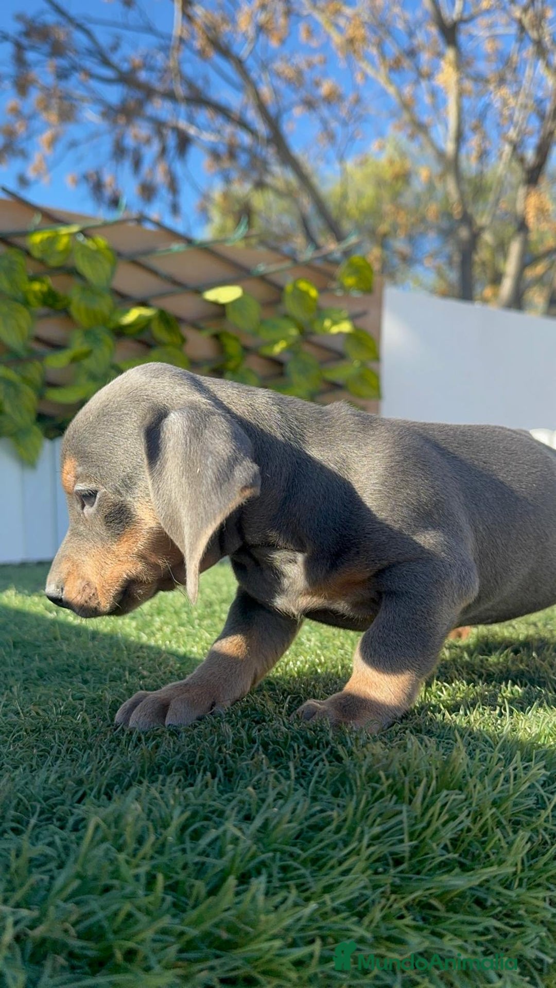 Teckel Miniatura perros en venta: TECKEL MINIATURA BLUE AND TAN - Anuncio 13