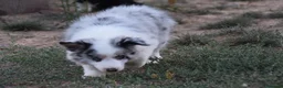 Border Collie perros en venta: Cachorro de Border Collie disponibles - Anuncio 11