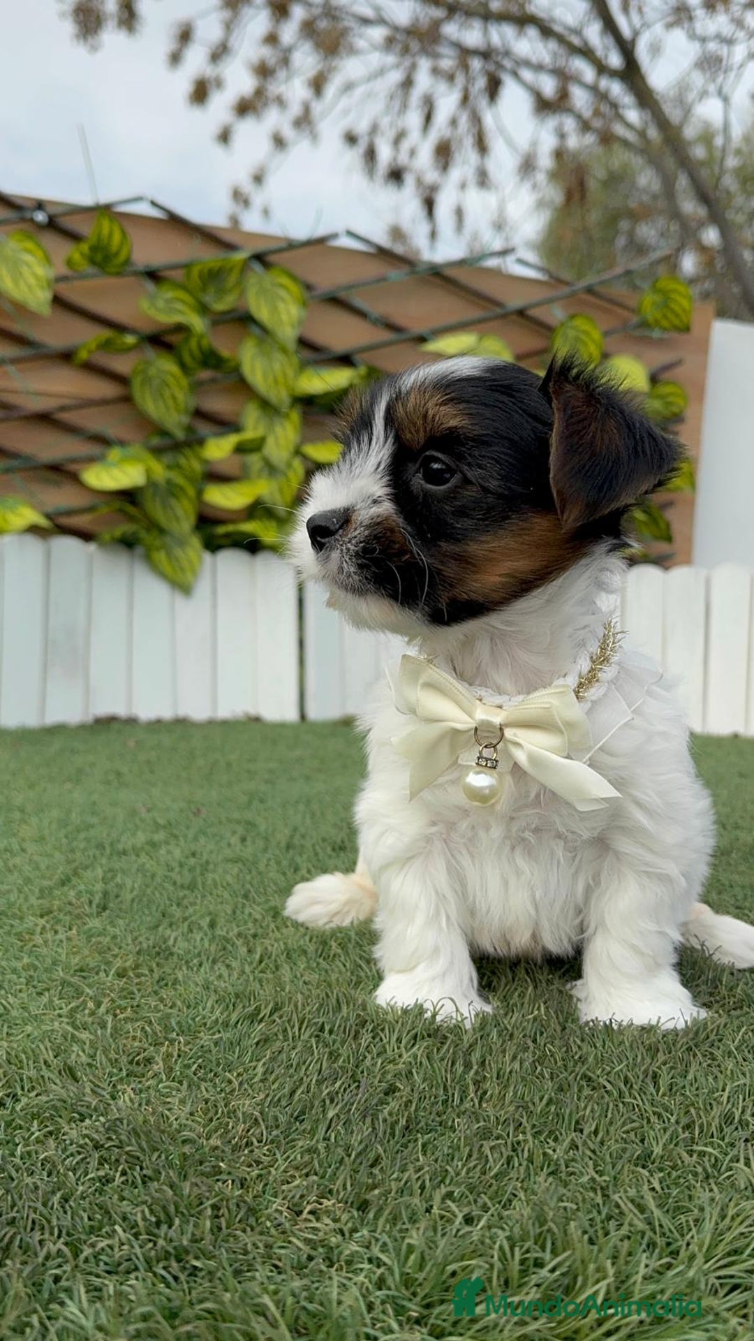 Yorkshire Terrier perros en venta: YORKSHIRE BIEWER MACHO DISPONIBLE - Anuncio 8