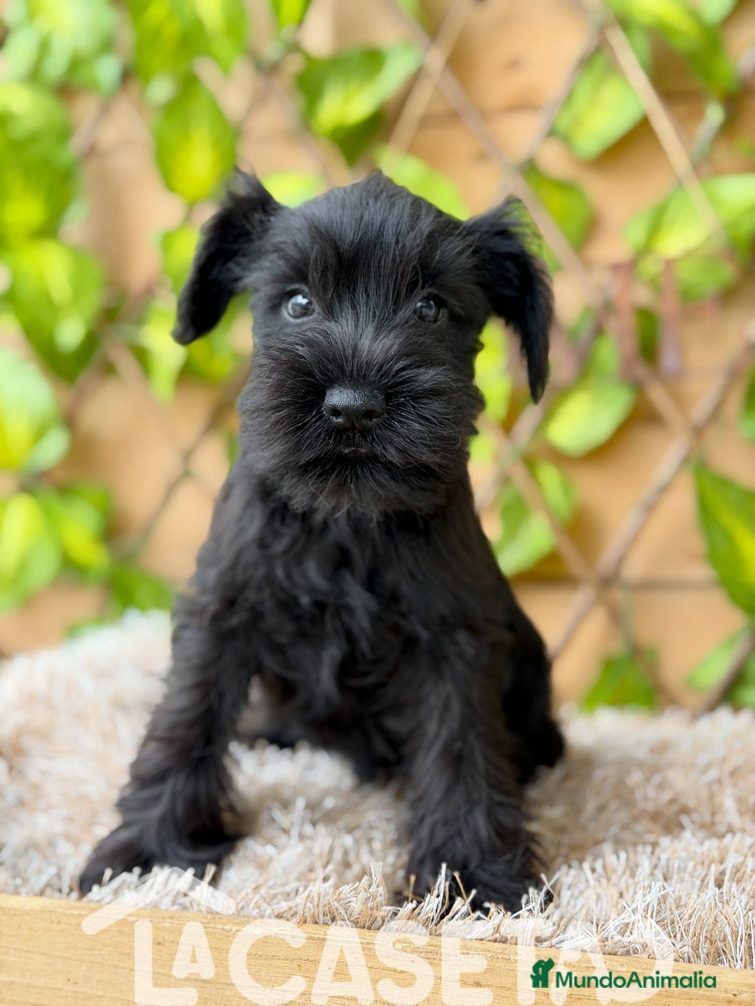 Schnauzer Miniatura perros en venta: Camada de Dasy  - Imagen 6